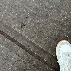 Meet your Posher, Molly